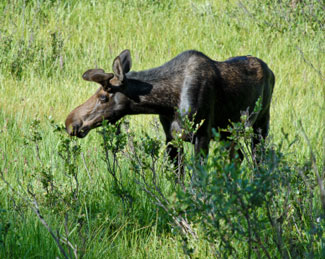 moose animals wildlife field trip nature